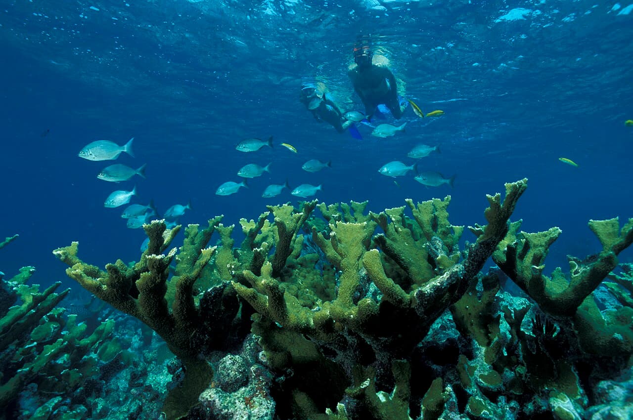 Biscayne National Park H-snorkel on elkhorn